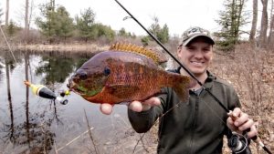 Bobber Fishing Spring Bluegill From the Bank