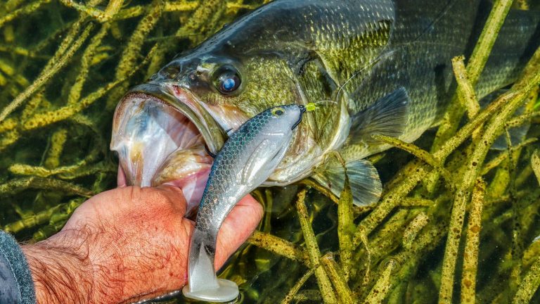 How Michael Neal Chooses Swimbaits for Bass Fishing