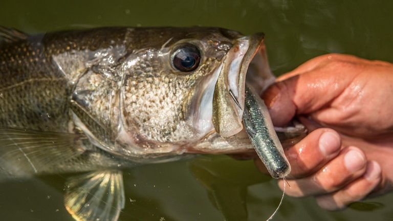 How to Catch Big Wolf Pack Bass in the Early Summer
