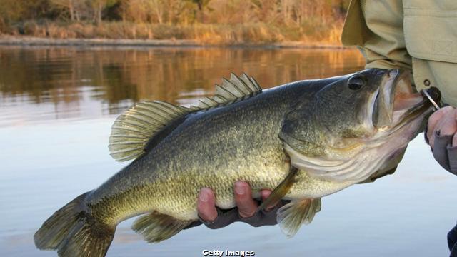 One-Two Punch For Autumn Bass