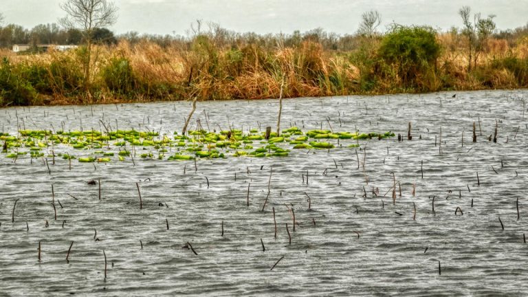 Target Pad Stems for a Spring Bass Fishing Bounty