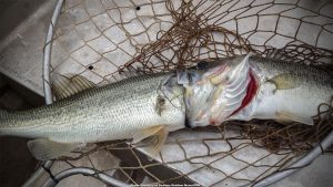 Georgia Bass Bites Off More Than it Can Chew