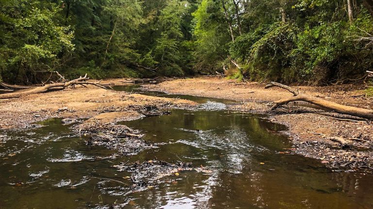 Silted In: The Devastating Effects of Deforestation on Our Fisheries