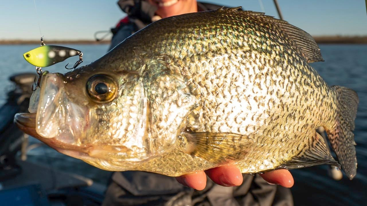 How to Catch Giant Crappies on Lipless Crankbaits - Wired2Fish