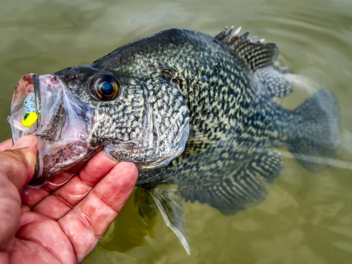 Best Crappie Bait To Catch More Panfish