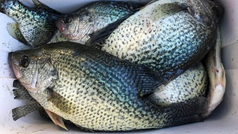 5 of My Best Retrieves for Crappie Fishing