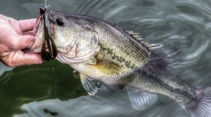 8 Uses for Soft Plastic Craws