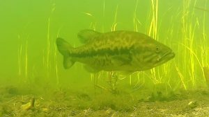 Underwater Footage of Bass Around the Spawn