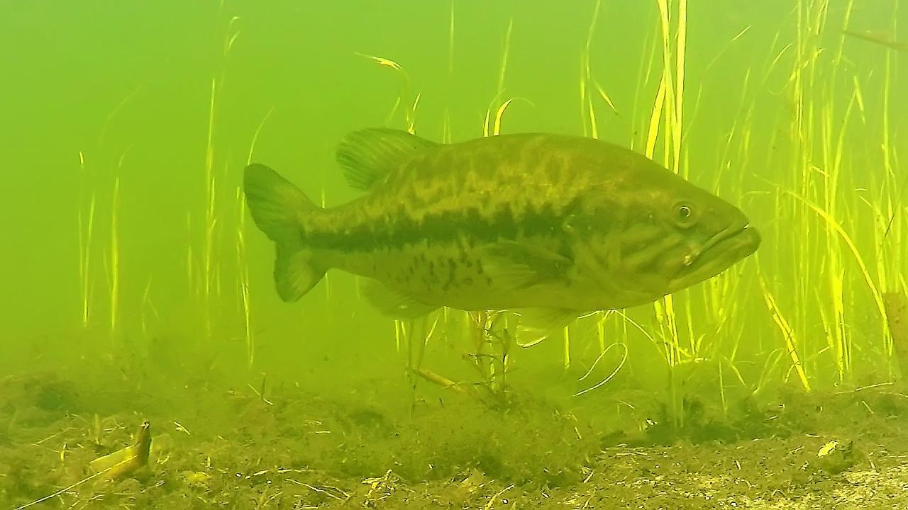 Underwater Footage of Bass Around the Spawn - Wired2Fish