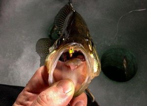 Ice Fishing for Crappie with Ultralight Jigs