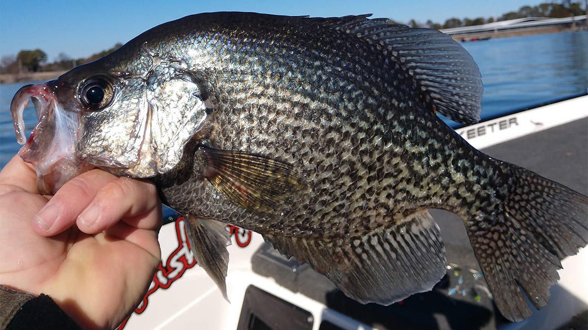 Three Crappie Structures for Cold Water - MidWest Outdoors