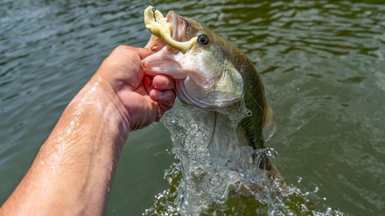 Lunkerhunt Fetch Swimbait Review