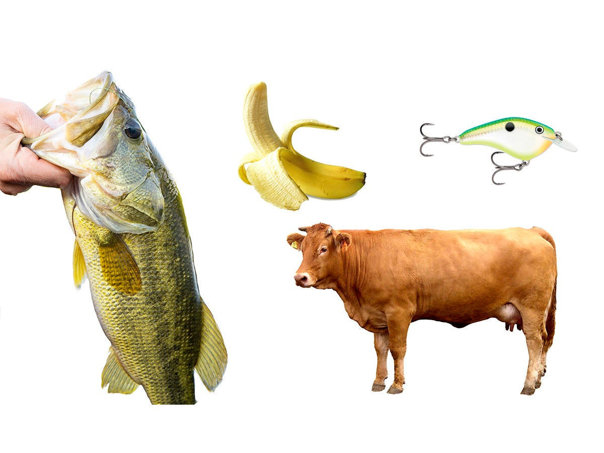 9 Common Fishing Superstitions and Anglers' Thoughts on Them - Wired2Fish