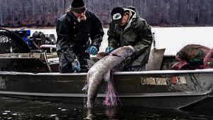 Earn $1 Million to Stop Asian Carp