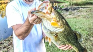 Catch and Release Works: 13-pound Bass Caught Again