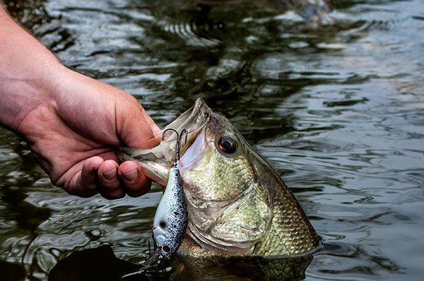 3 Tips to Crankbait Cadence for Better Fishing