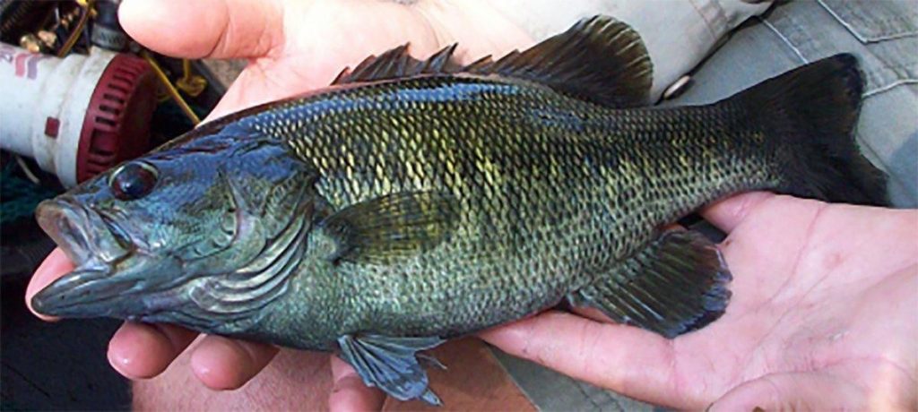 Suwannee Bass