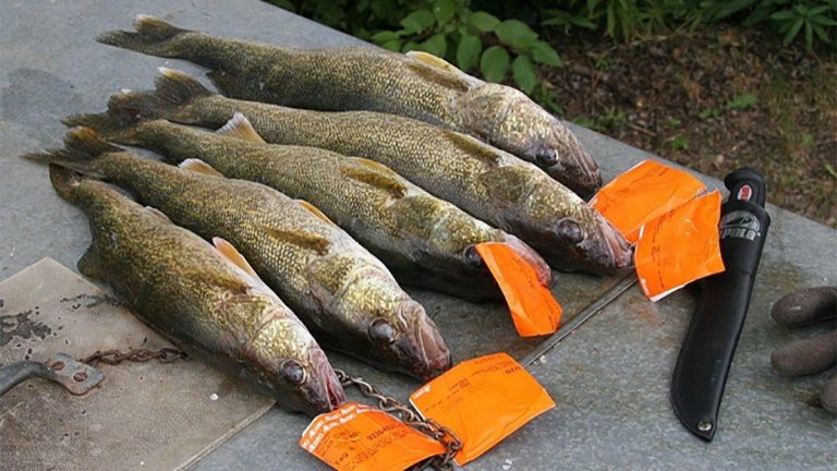 Poachers Fined $14,900 for Multiple Fishing Violations