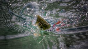 How to Fish Topwater Poppers in Cover for Bass