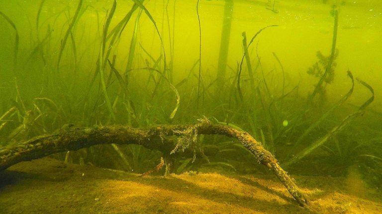 5 Submerged Grasses That Hold Big Bass