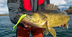 Learn How to Drop Shot Big Walleyes