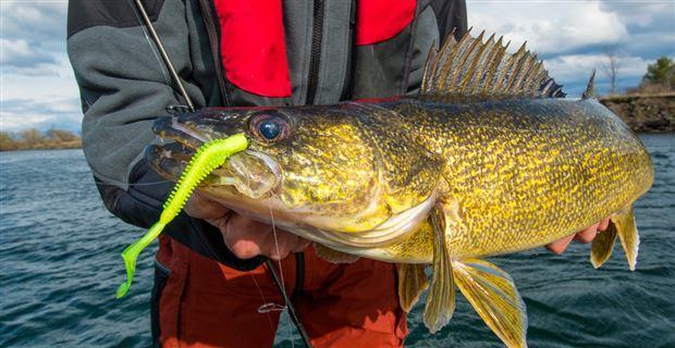 Walleye Hooks and Weights Tagged Drop Shot - LOTWSHQ