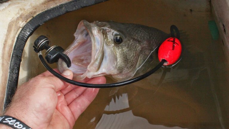 5 New Bass Fishing Tricks for an Old Dog Like Me