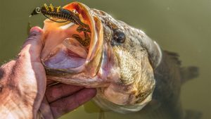 Opinion: Stubbornness Will Hurt Your Fishing