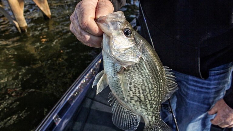 How and Why to Shoot Boat Docks for Big Crappie