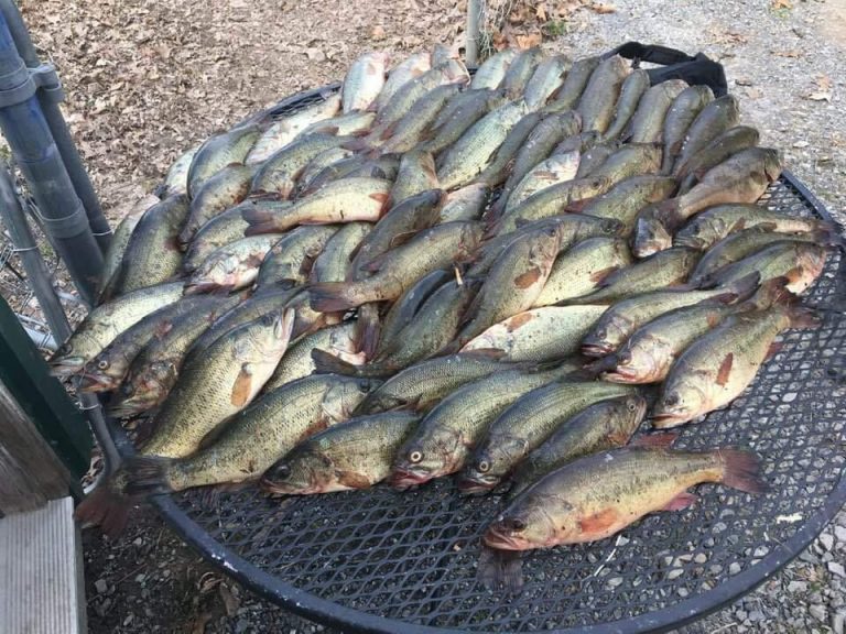 Anglers Caught with 114 Unlawfully Caught Bass