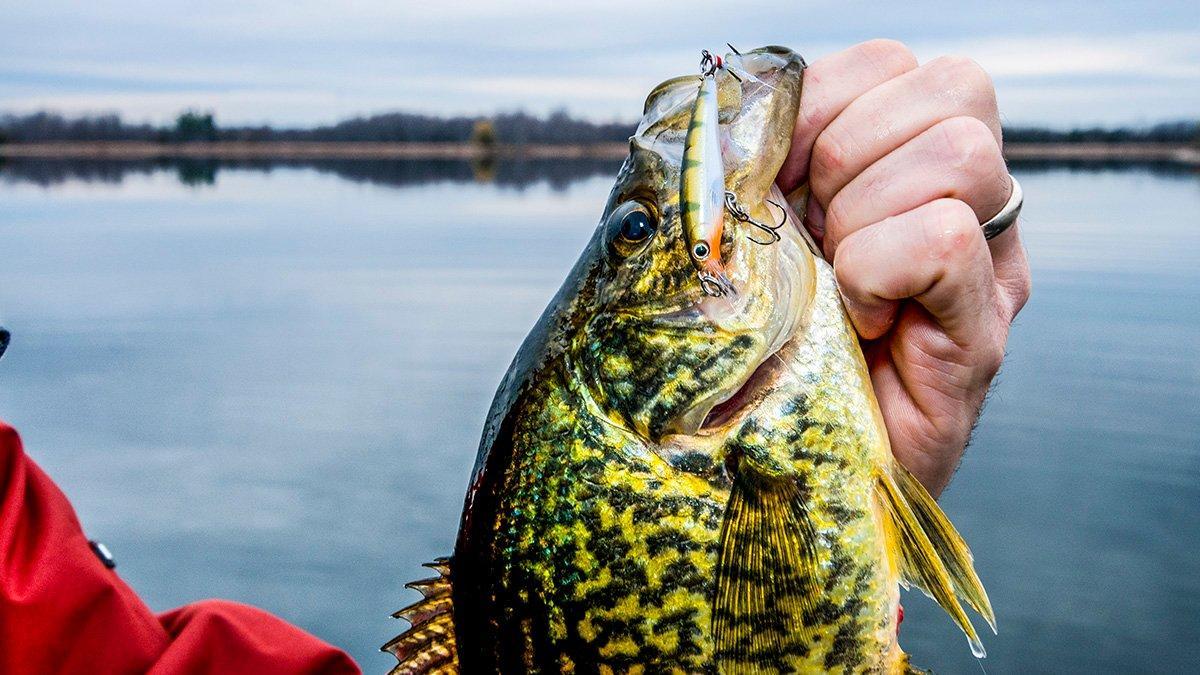 Crappie Remain in Deep Water Just Ahead of Mississippi Crappie Spawn.