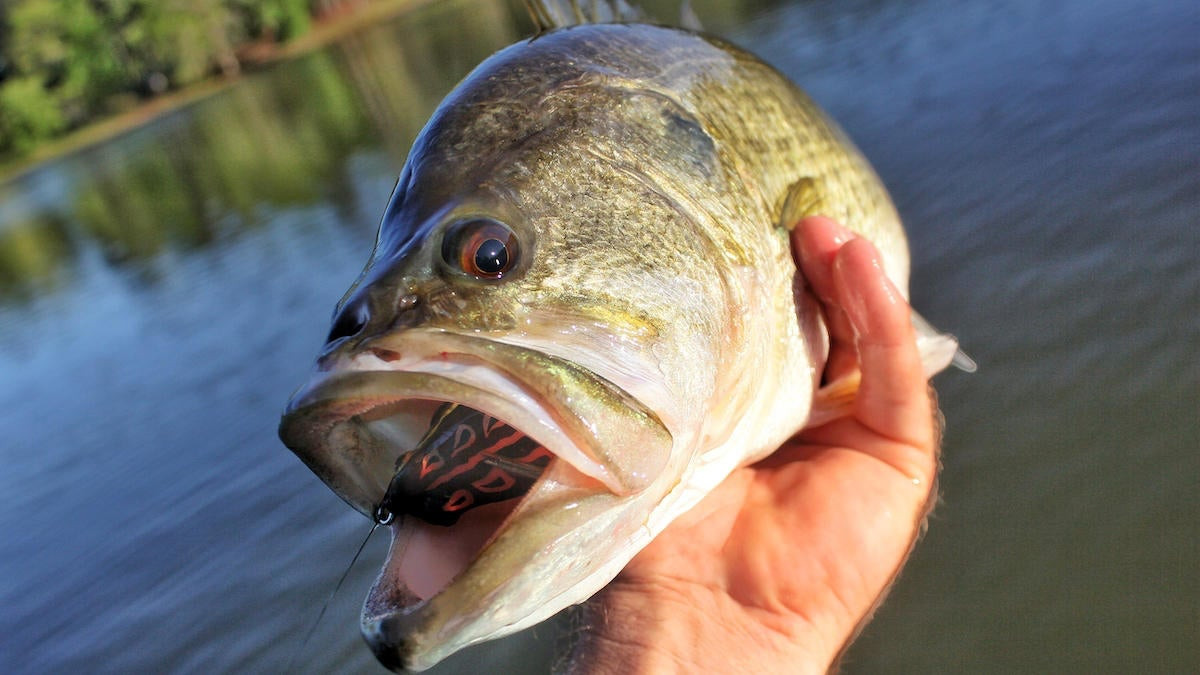 How to Choose the Right Bass Fishing Frog This Spring - Wired2Fish