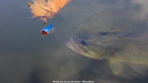 Catch More Bass on Topwater Poppers with these Tricks