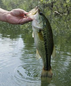 Fishing Tactics | Water levels matter