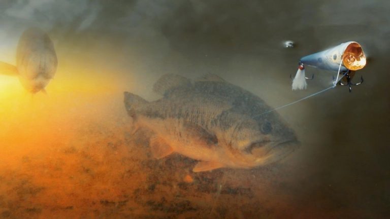 4 Reasons Why Poppers Excel for Late Fall Bass