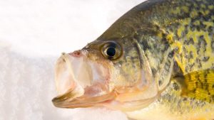 How to Catch Filter Feeding Crappie Under Ice