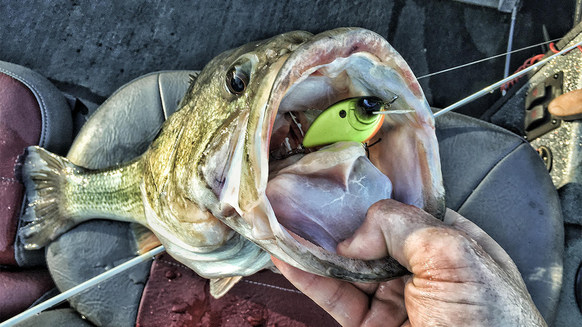 SHALLOW Pre-Spawn Bass Fishing (What to LOOK for!) – Bass Manager