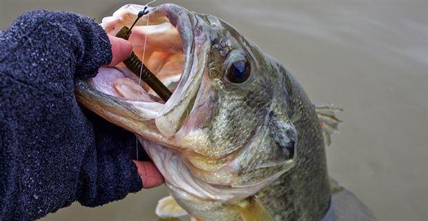 Tying a Snell Knot for Drop Shot Rigs - Wired2Fish