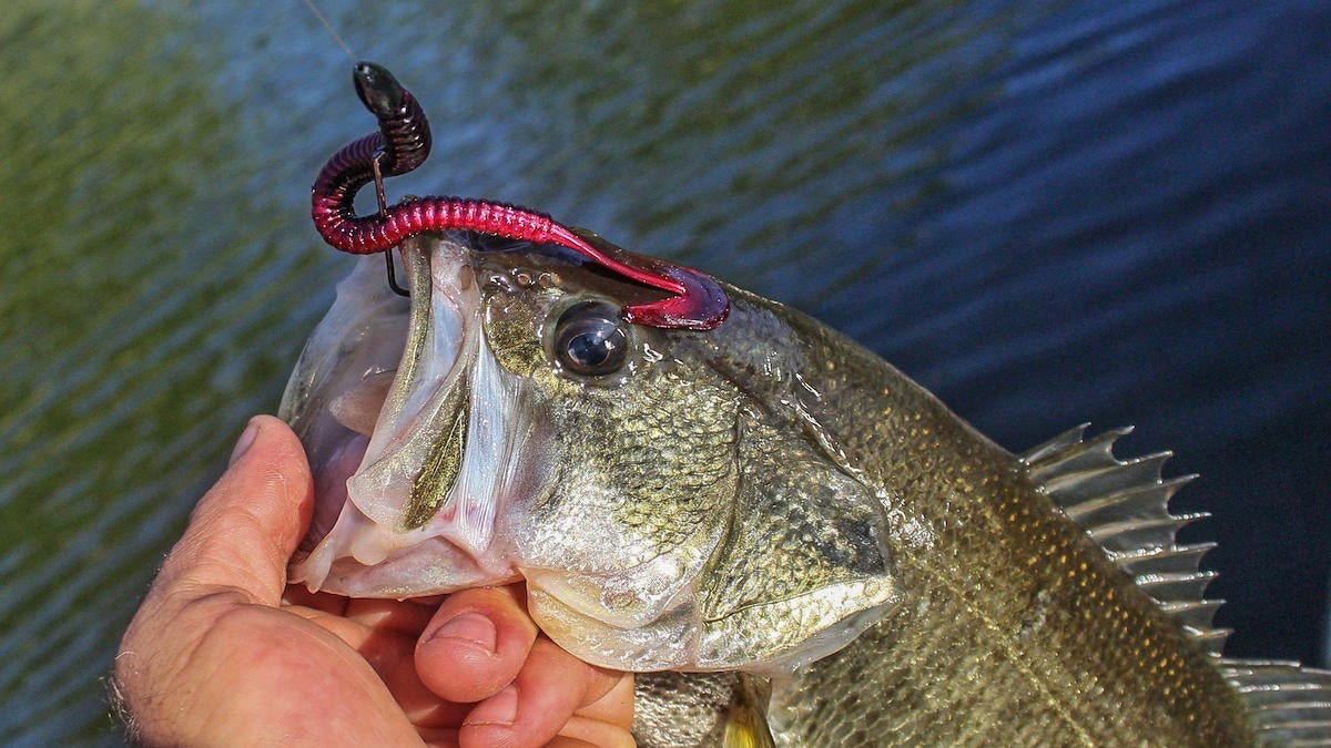 Culprit Fast Vibe Worm Review - Wired2Fish