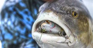 Do You Want to Catch Redfish on Topwaters?