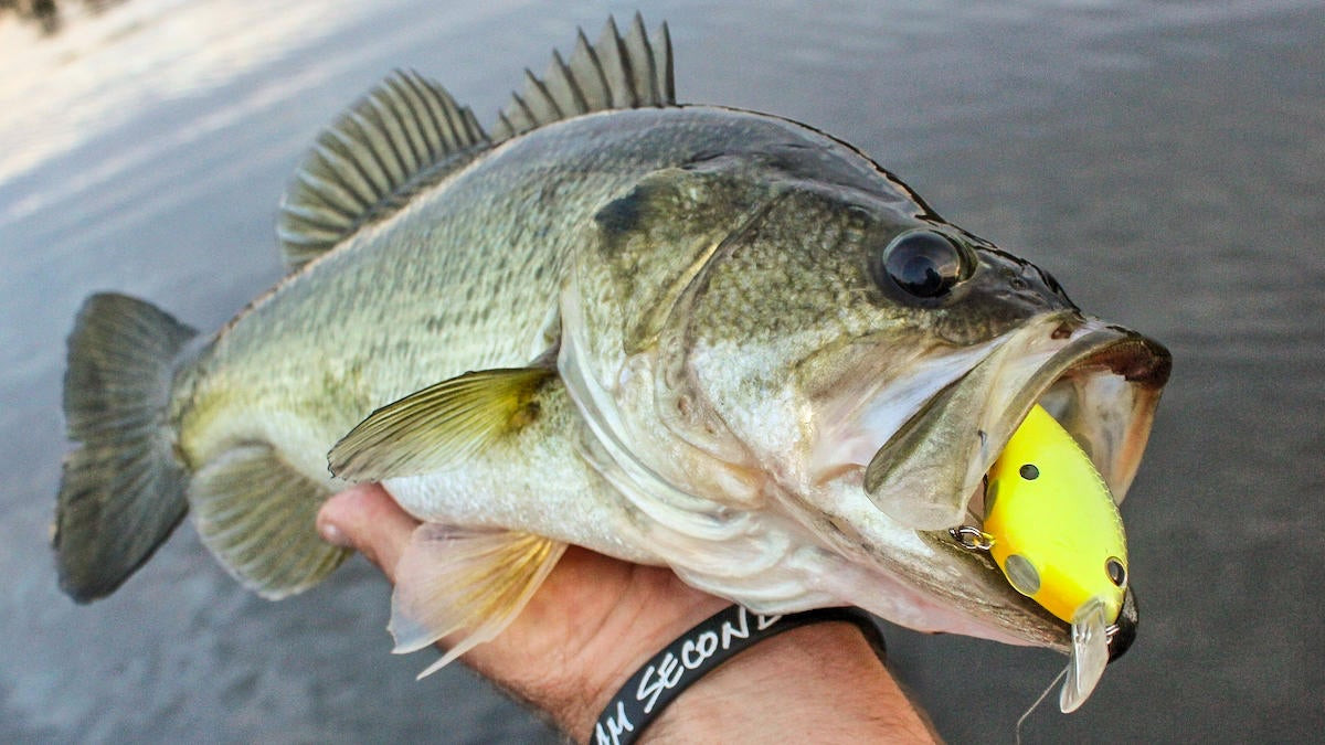 Cold Water Bass Lures