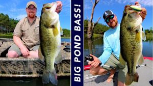 3 Keys to Growing Big Bass in Your Local Pond or Small Lake