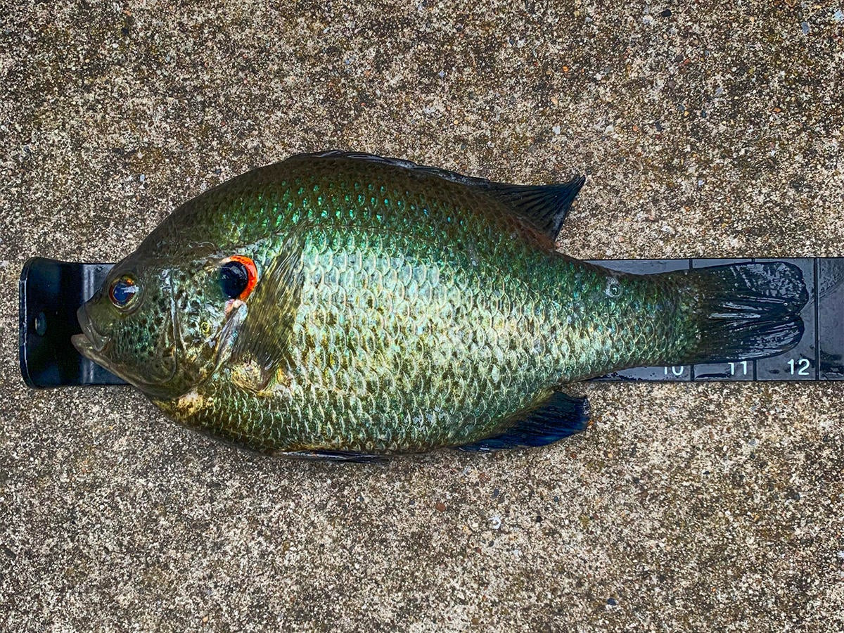 Ice Equipment for Huge Summer Panfish 
