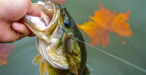 5 Soft Plastic Lures for Fall Bass Fishing