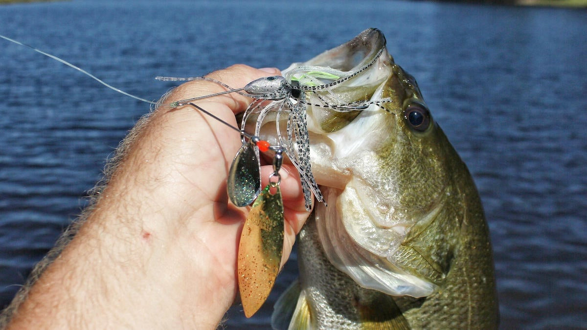 Fall Spinner bait Bass fishing 