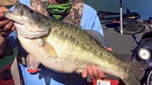 Pending World Record Spotted Bass Caught