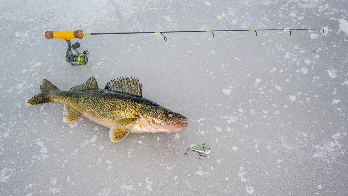 No longer a gray area: This study confirms walleye prefer certain colors, News