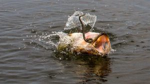 A Winter Bass Fishing Pattern You Need to Try Soon