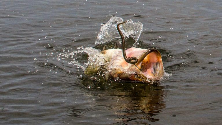 A Winter Bass Fishing Pattern You Need to Try Soon