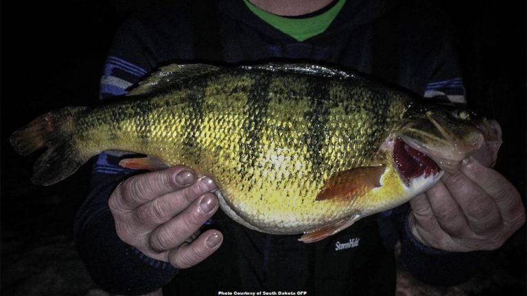 South Dakota State Record Yellow Perch Caught